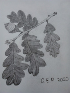 Christine P, tonal sketch, Acorns, 10.20.jpg